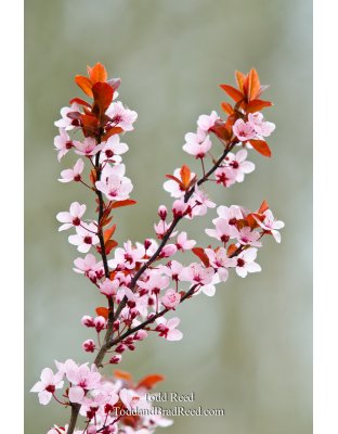 Spring Expression