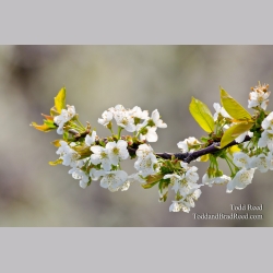Orchard Artistry