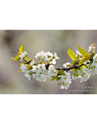 Orchard Artistry
