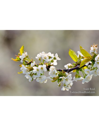 Orchard Artistry