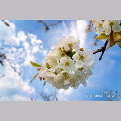 Sweet Cherry Blossom