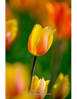 Tulip Time