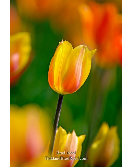 Tulip Time