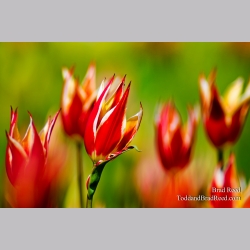 Fiery Tulips