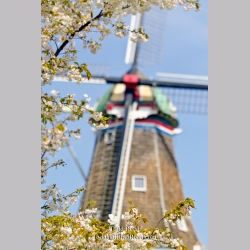 Spring in Holland