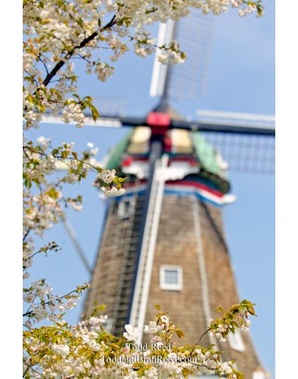 Spring in Holland