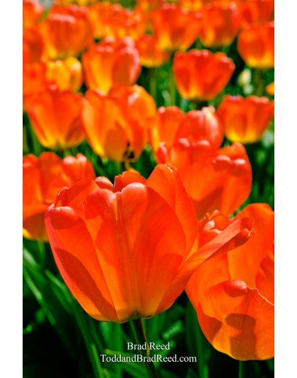 Tulip Indulgence