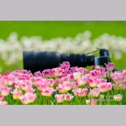 Tulip Nap Time