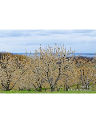 Old Mission In Bloom
