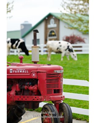 Country Dairy