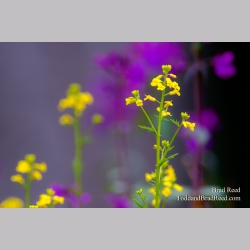 Wild Color