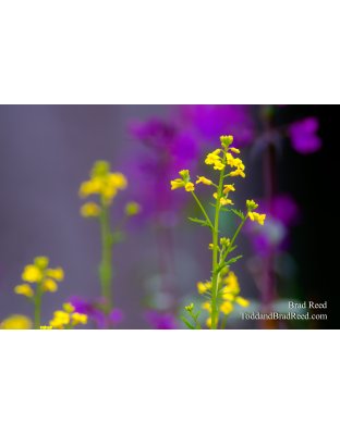 Wild Color