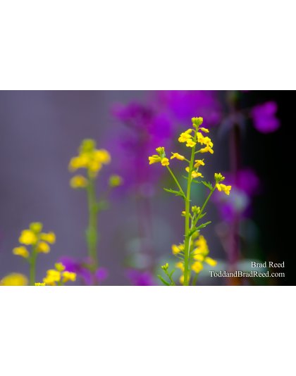 Wild Color