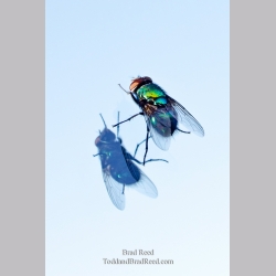 On the Fly