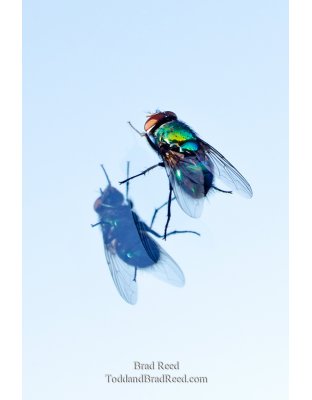 On the Fly