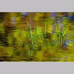 Ripple Creek
