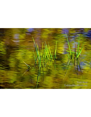 Ripple Creek