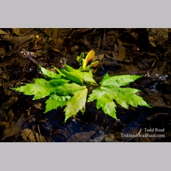 Water Maple