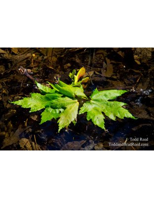 Water Maple