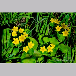 Marsh Marigold
