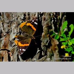 Red Admiral
