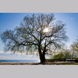 The Giving Tree