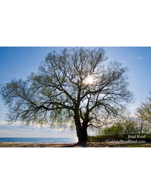The Giving Tree