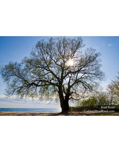 The Giving Tree