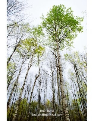 Skyward
