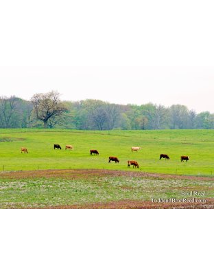 Grazing