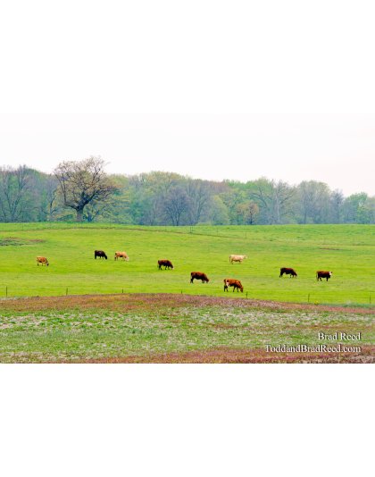 Grazing