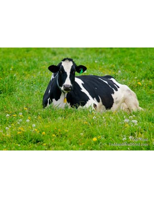College Cow