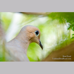 Mourning Dove