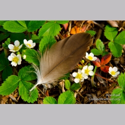 Light as a Feather