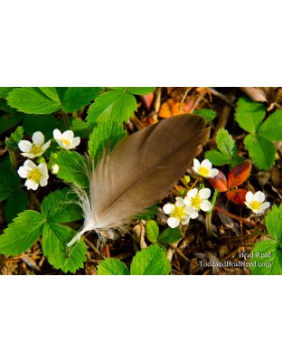 Light as a Feather