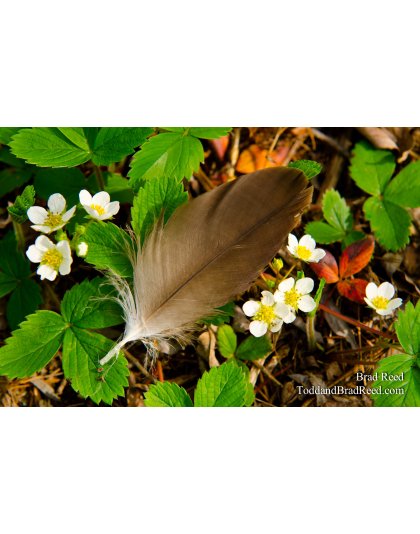 Light as a Feather