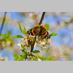 Orchard Attraction