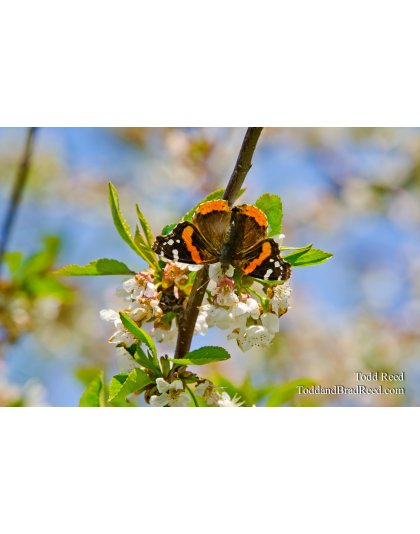 Orchard Attraction