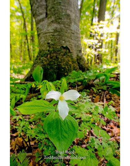 A Pure Michigan Forest