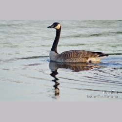 Branta Canadensis