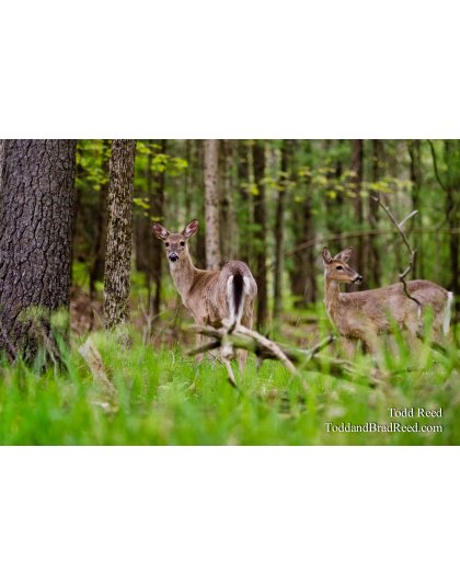 Forest Friends