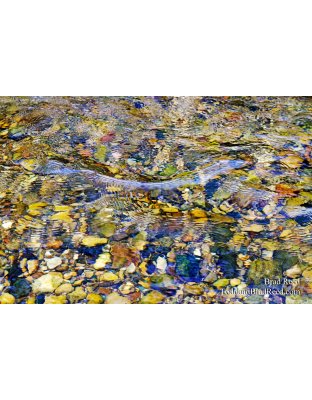 Blue Ribbon Fishery