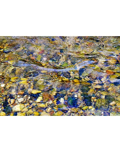 Blue Ribbon Fishery