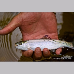 Smolt
