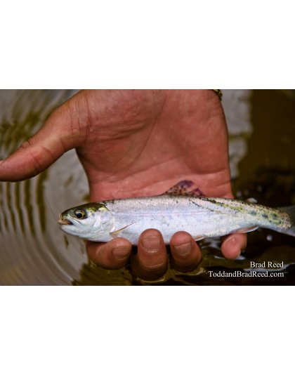 Smolt