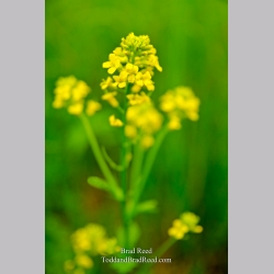 Wild Mustard Grass