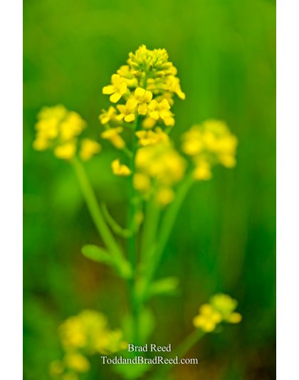 Wild Mustard Grass