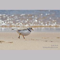 Beach Bird