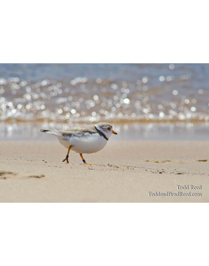 Beach Bird