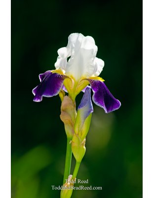 May Miracle